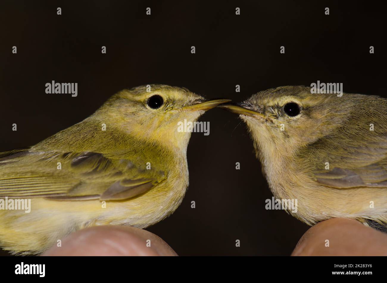 Willow Warbler e Isole Canarie chiffchaff. Foto Stock