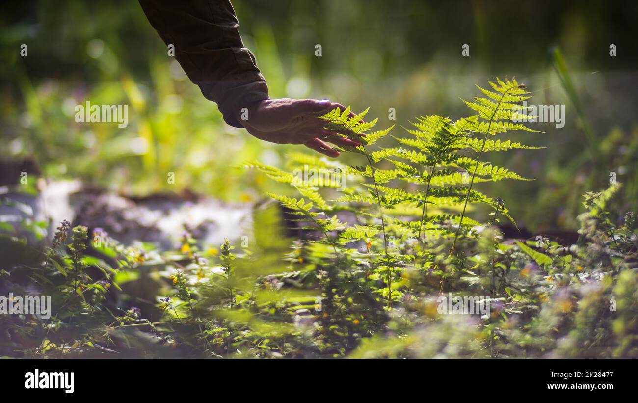 La mano di un uomo tocca una felce nella foresta. Rispetto dell'ambiente. L'ecologia il concetto di salvare il mondo e di amare la natura da parte dell'uomo Foto Stock