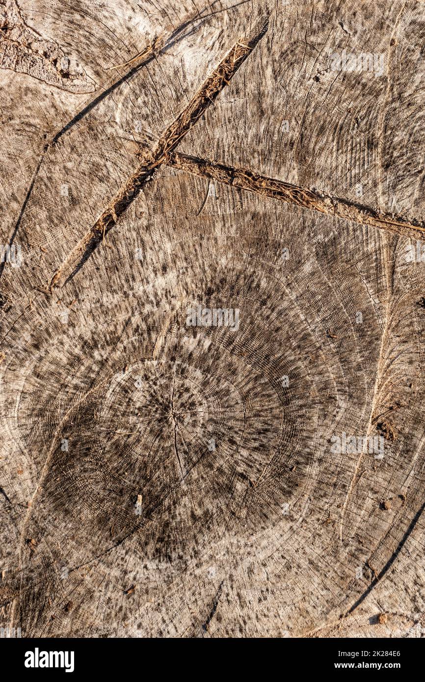 Legno naturale texture di sfondo. Spazio di copia, banner Foto Stock