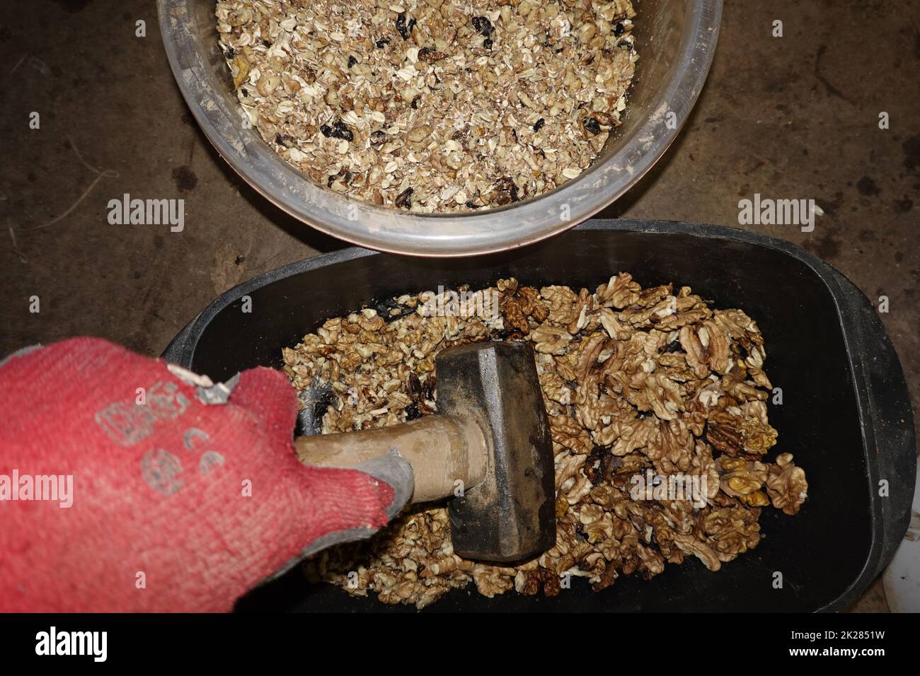 WalnÃ¼sse werden mit einem Hammer fÃ¼r VogelfÃ¼tterung zerkleinert Foto Stock