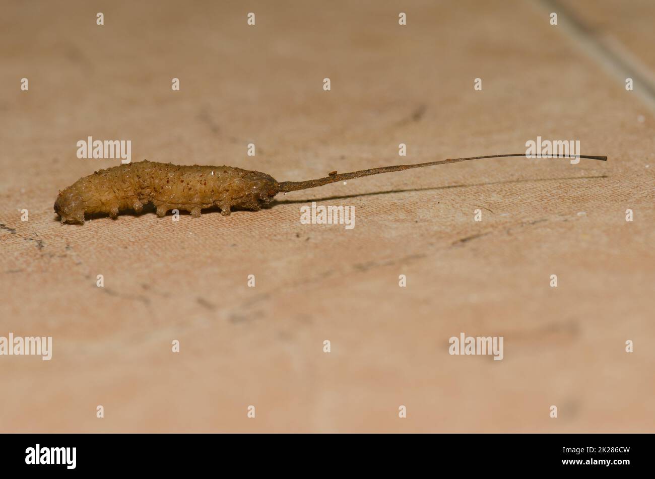 Maggot a coda di ratto in cerca di un luogo adatto per pupare. Foto Stock