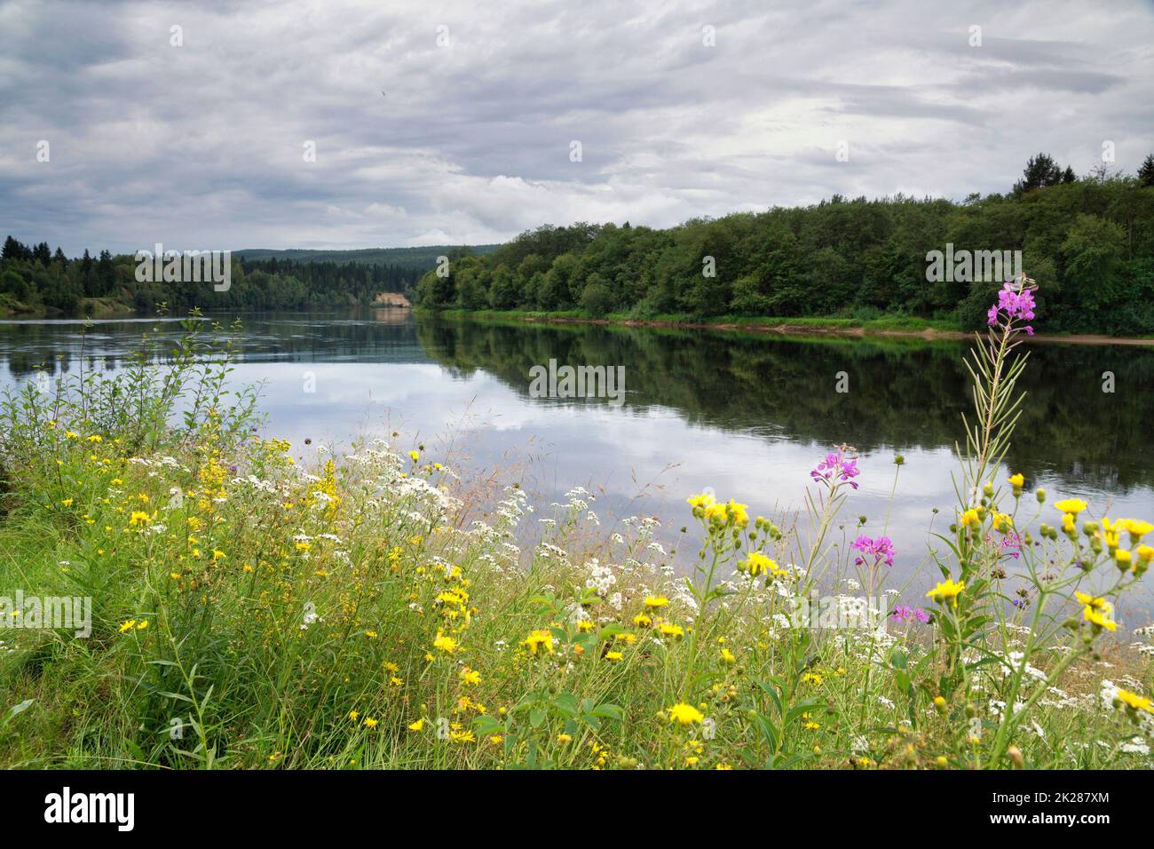 Fiori selvatici sulle rive del fiume Klaralven Foto Stock