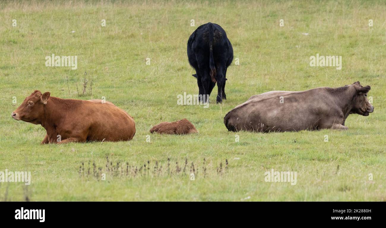 Tre mucche posizionate con attenzione per proteggere un vitello appena nato, West Yorkshire, Inghilterra, Regno Unito Foto Stock