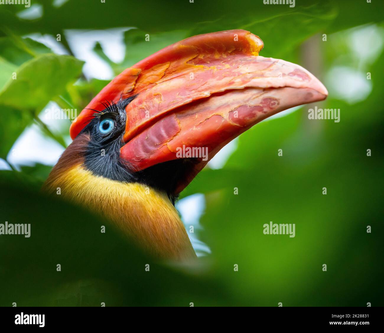 Primo piano di una rufous Hornbill - uno dei più grandi uccelli trovati nelle foreste pluviali dell'Asia. Foto Stock