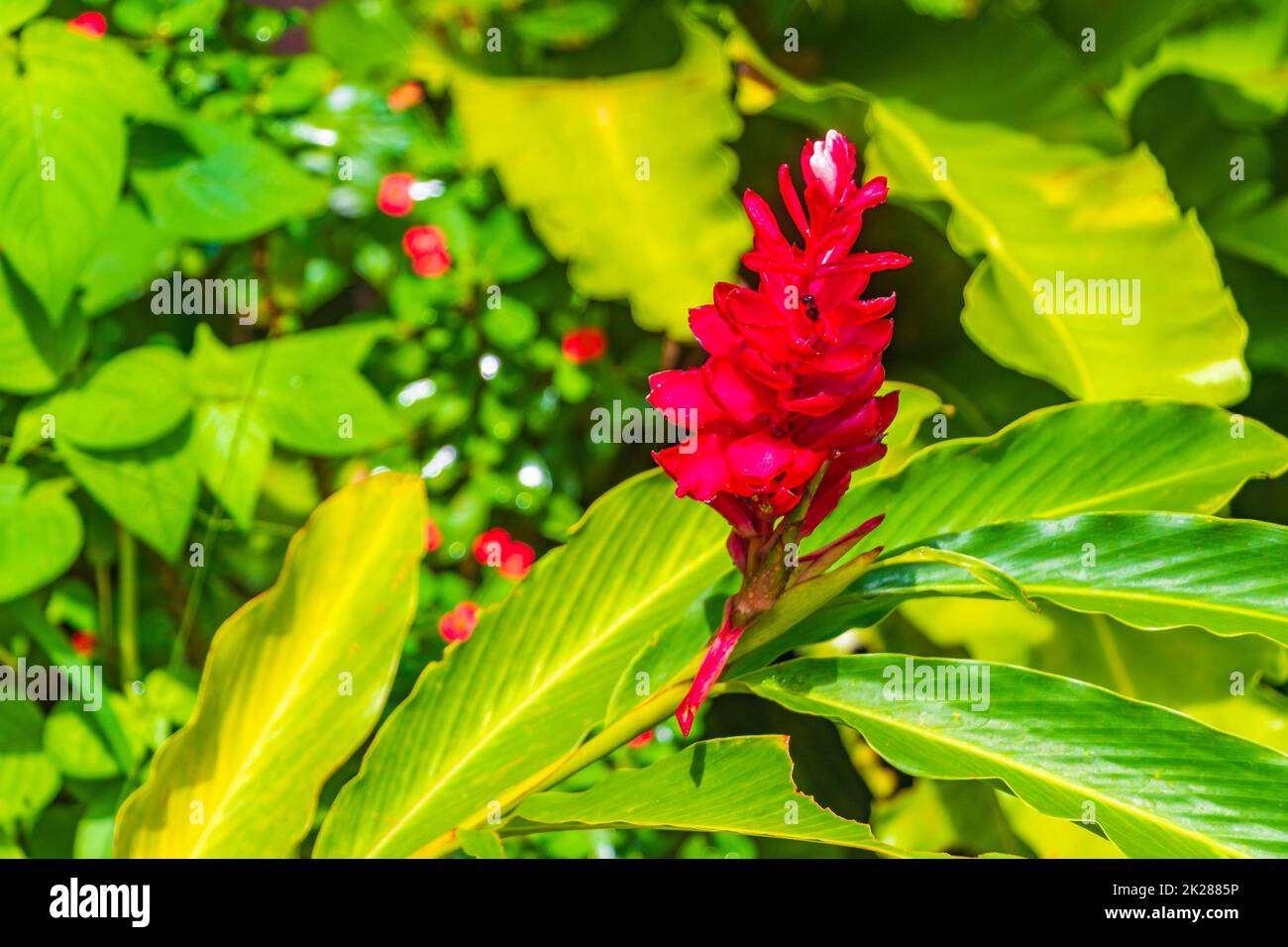 Bella rosso giallo rosa fiori foresta tropicale Koh Samui Thailandia. Foto Stock