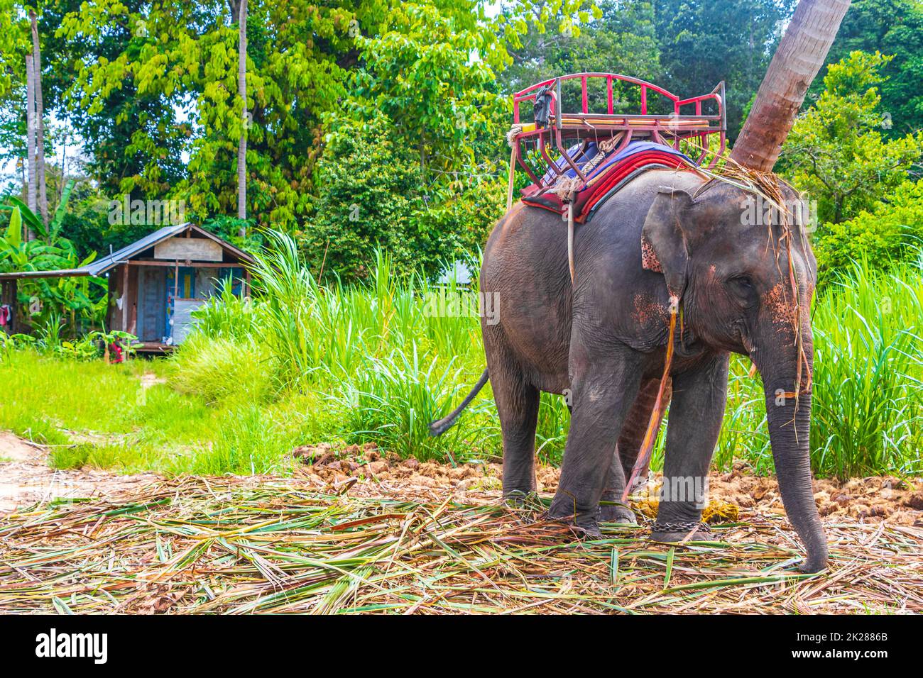 Elefanti asiatici per equitazione tropicale foresta pluviale parco Koh Samui Thailandia. Foto Stock