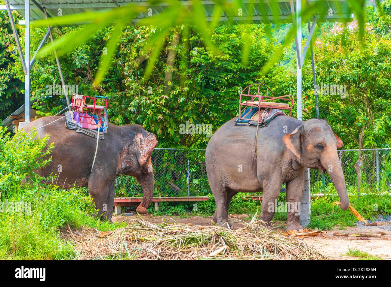 Elefanti asiatici per equitazione tropicale foresta pluviale parco Koh Samui Thailandia. Foto Stock