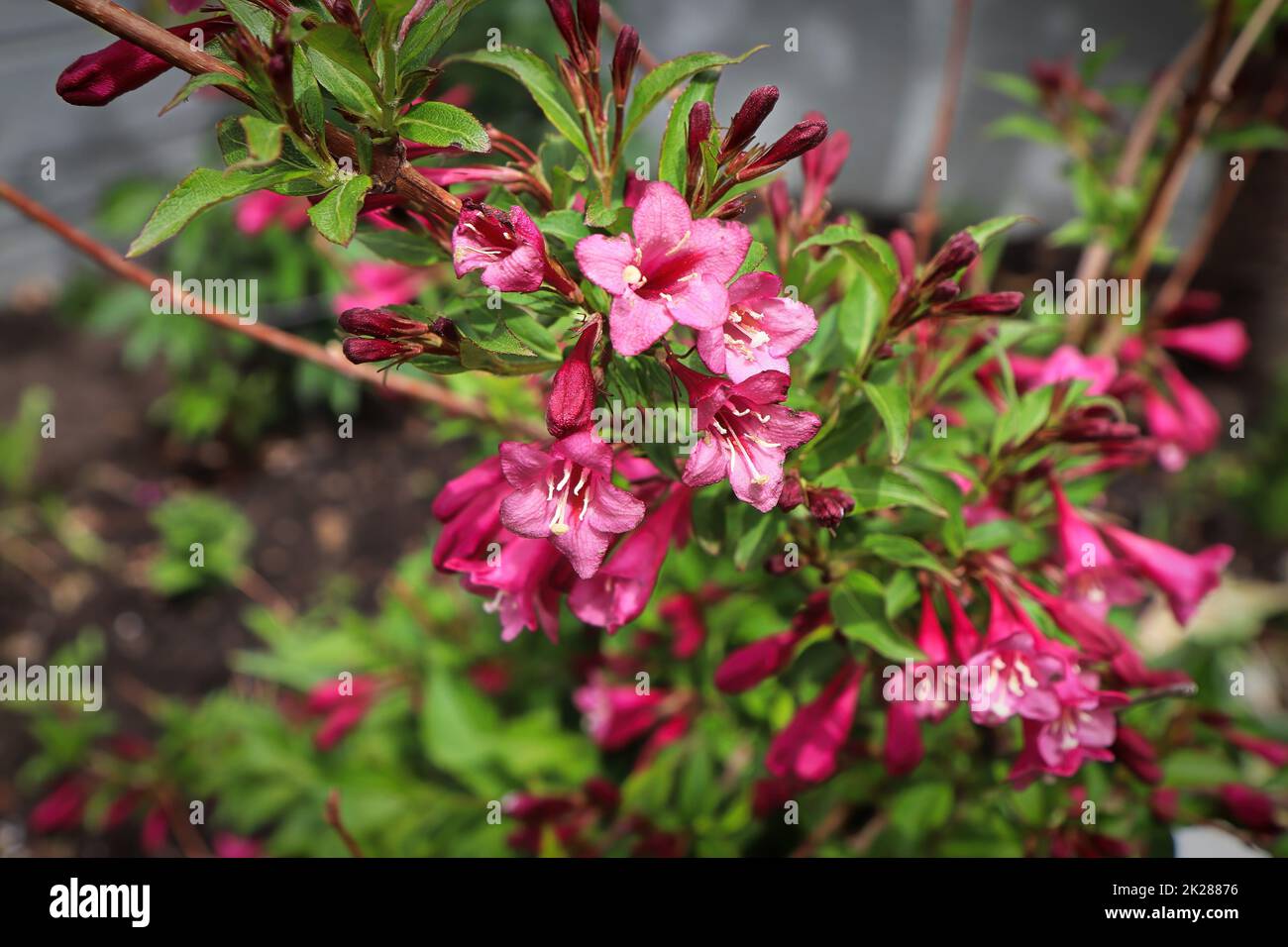 Fiori rosa estate che fioriscono su un arbusto Weigela Foto Stock