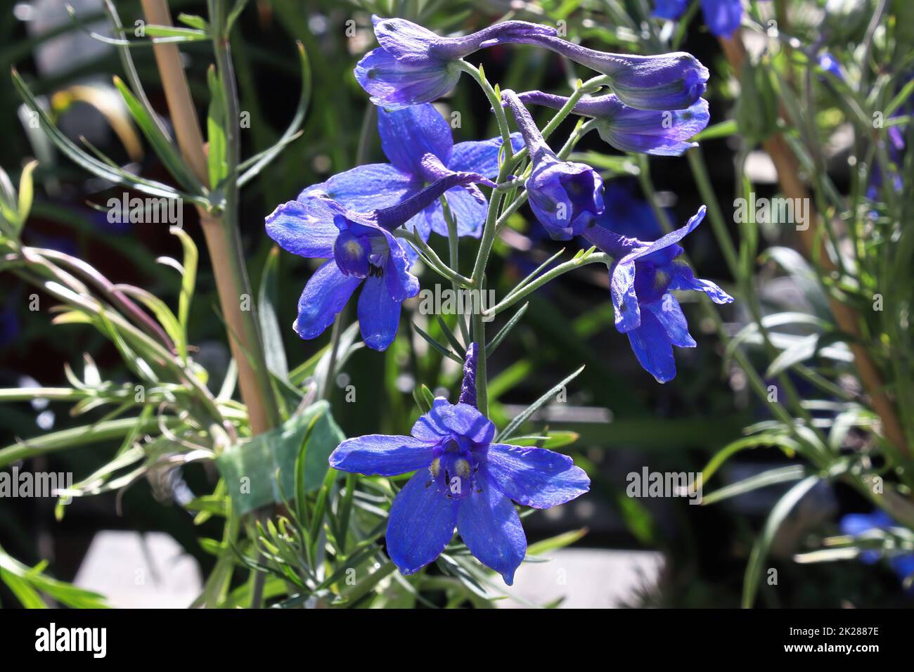 Primo piano dei fiori viola su piante di delphinium Foto Stock