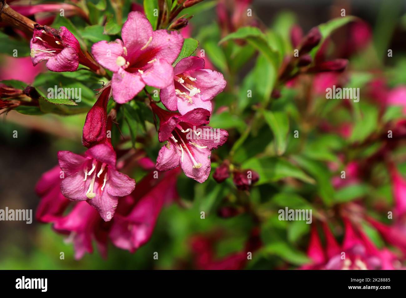 Fiori rosa estate che fioriscono su un arbusto Weigela Foto Stock