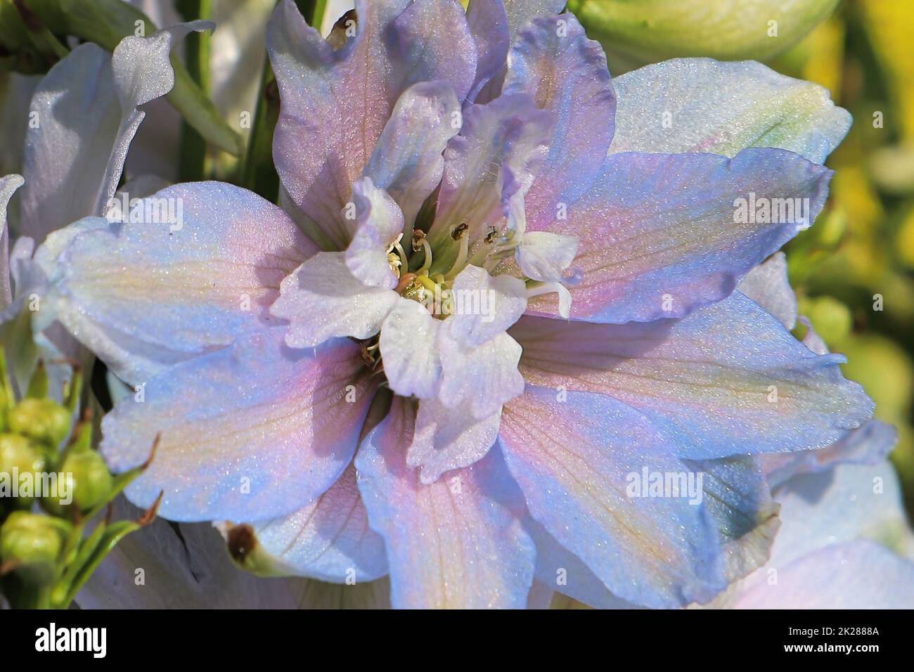 Macro dei fiori viola su piante di delphinium Foto Stock