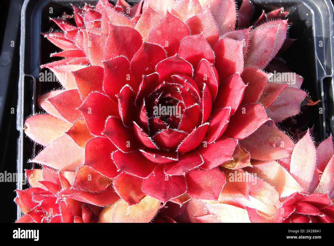 Primo piano di vista di galline e pulcini succulenti piante Foto Stock