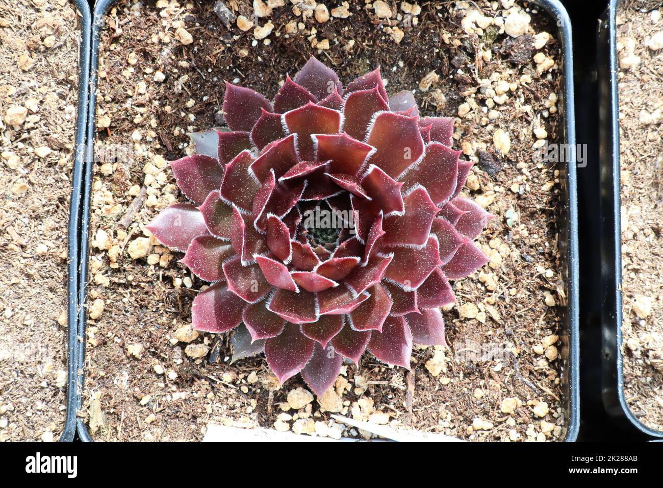 Primo piano di vista di galline e pulcini succulenti piante Foto Stock