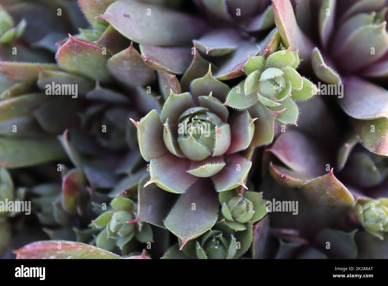 Primo piano di vista di galline e pulcini succulenti piante Foto Stock