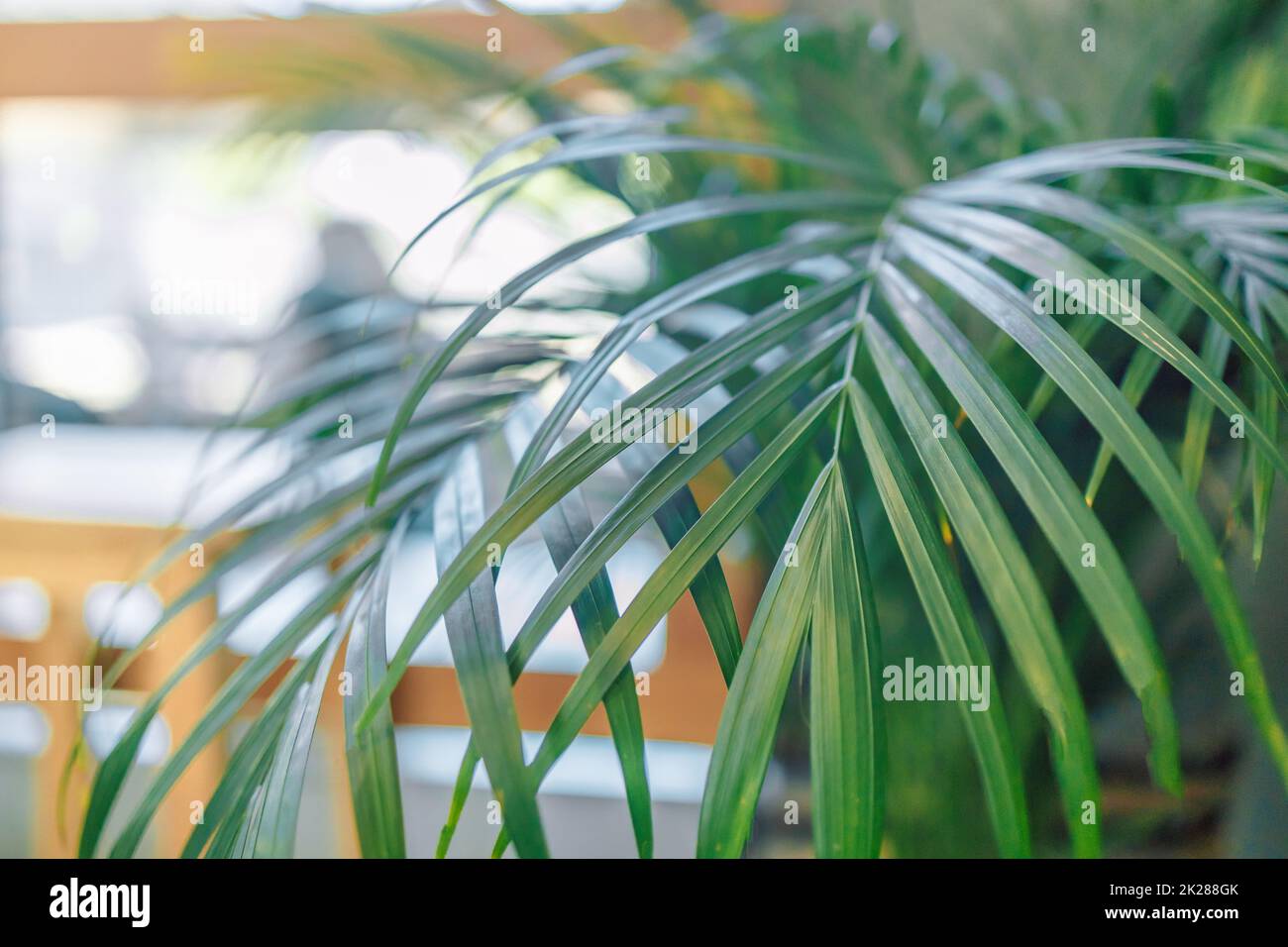 Una palma con grandi foglie verdi in una pentola marrone presso la città cafe.decor comfort casa fiore pianta. Una finestra sulla facciata di un edificio con un mattone. Foto Stock