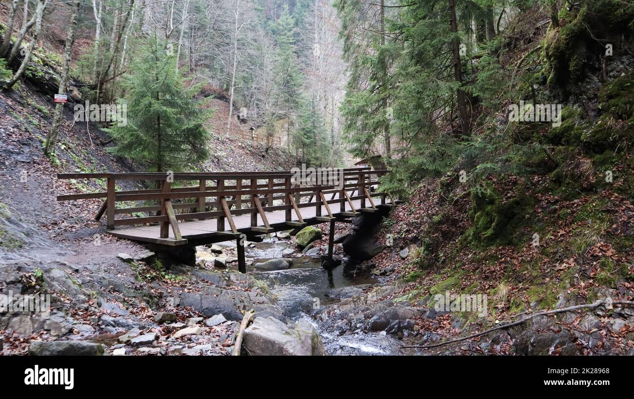 Paesaggio di un fiume di montagna nella foresta nei primi mesi di autunno e fine estate. acqua in un ruscello naturale. bella e rilassante foresta con un fiume. Fiume profondo nella foresta di montagna. Composizione della natura. Foto Stock