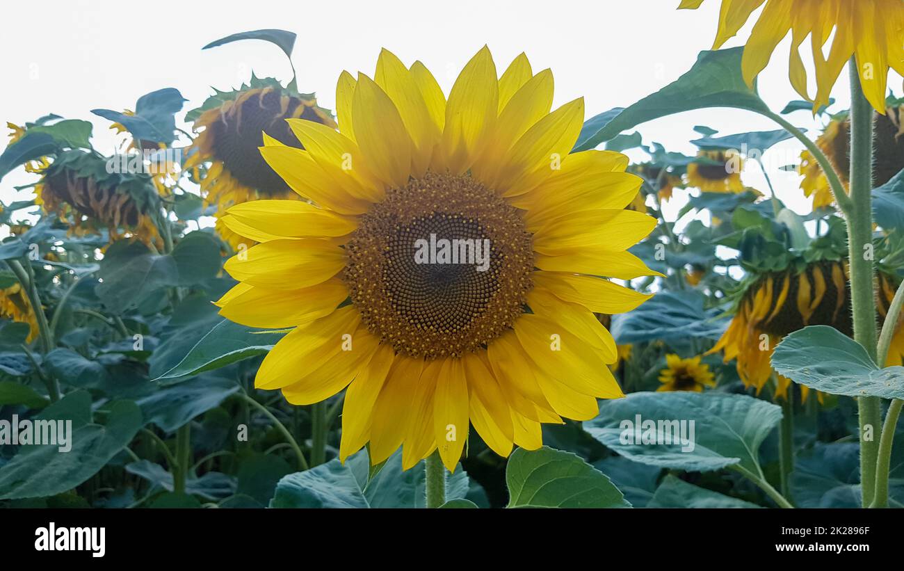 Bel paesaggio, bellissimo e luminoso girasole giallo-oro in un campo in una giornata di sole. Foto del concetto di ecologia. Industria agricola. Industria agricola. Carta da parati perfetta. Foto Stock