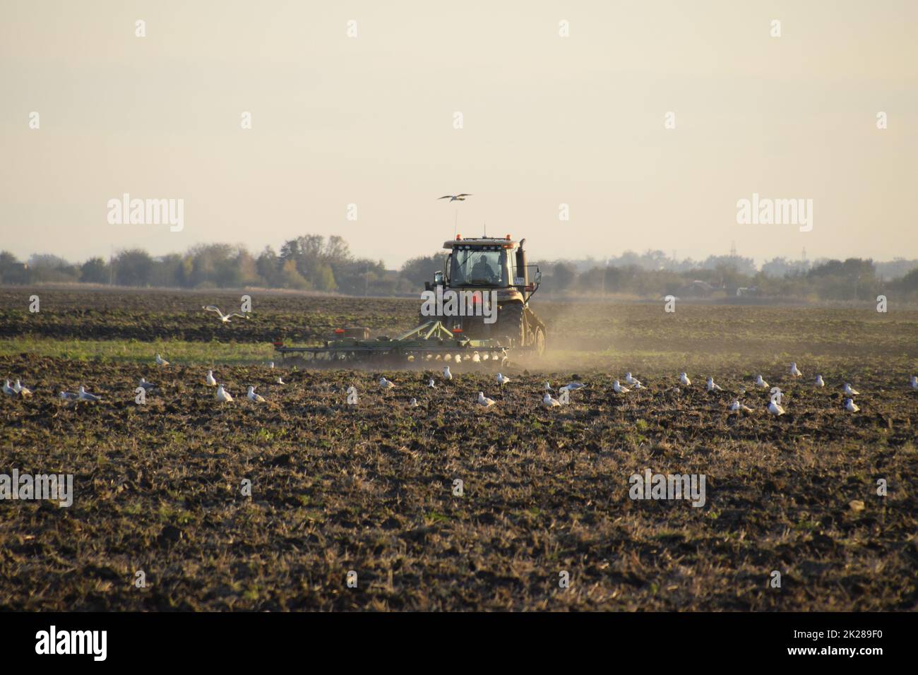 Il trattore aratura arare il campo. Coltivando il suolo nella caduta dopo raccolto. La fine della stagione Foto Stock
