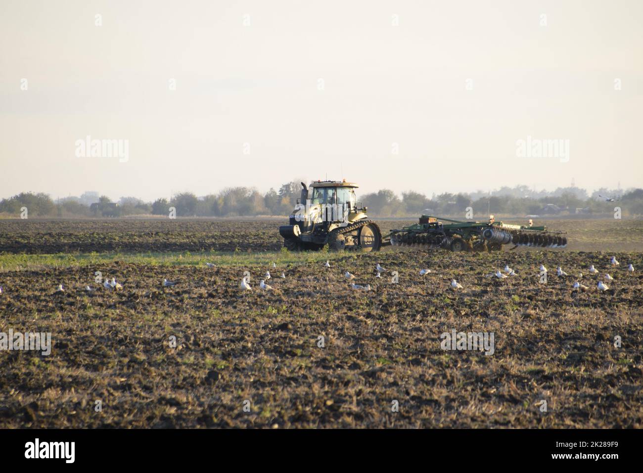 Il trattore aratura arare il campo. Coltivando il suolo nella caduta dopo raccolto. La fine della stagione Foto Stock