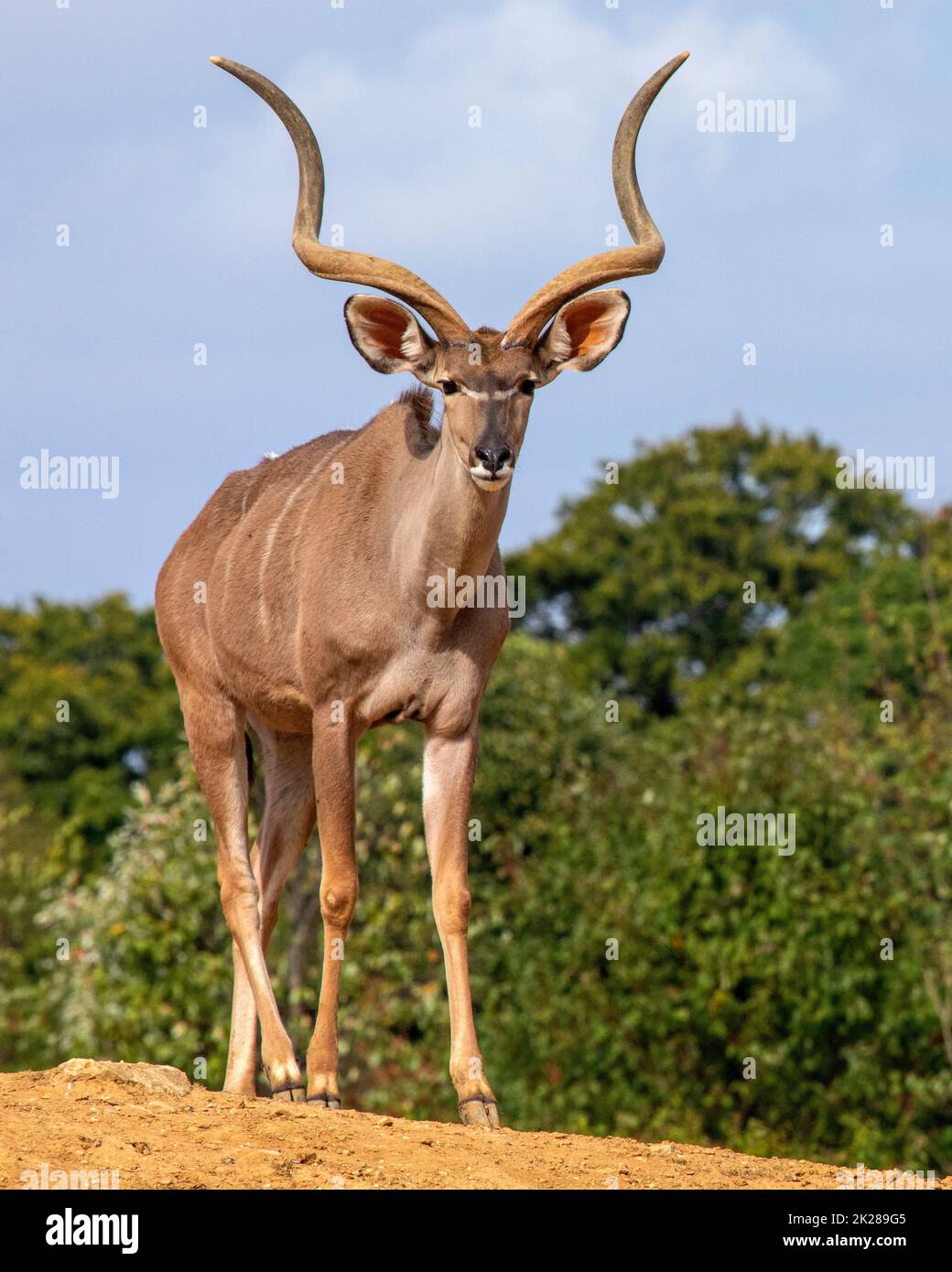 Una vista di un grande Kudu. Foto Stock