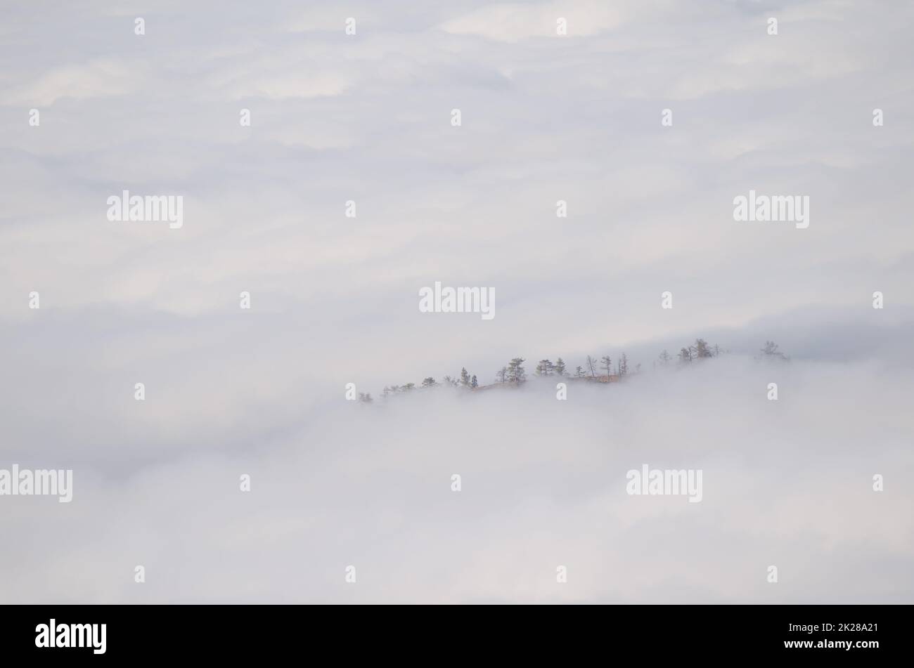 Cravata di pini delle Canarie che emergono da un mare di nuvole. Foto Stock