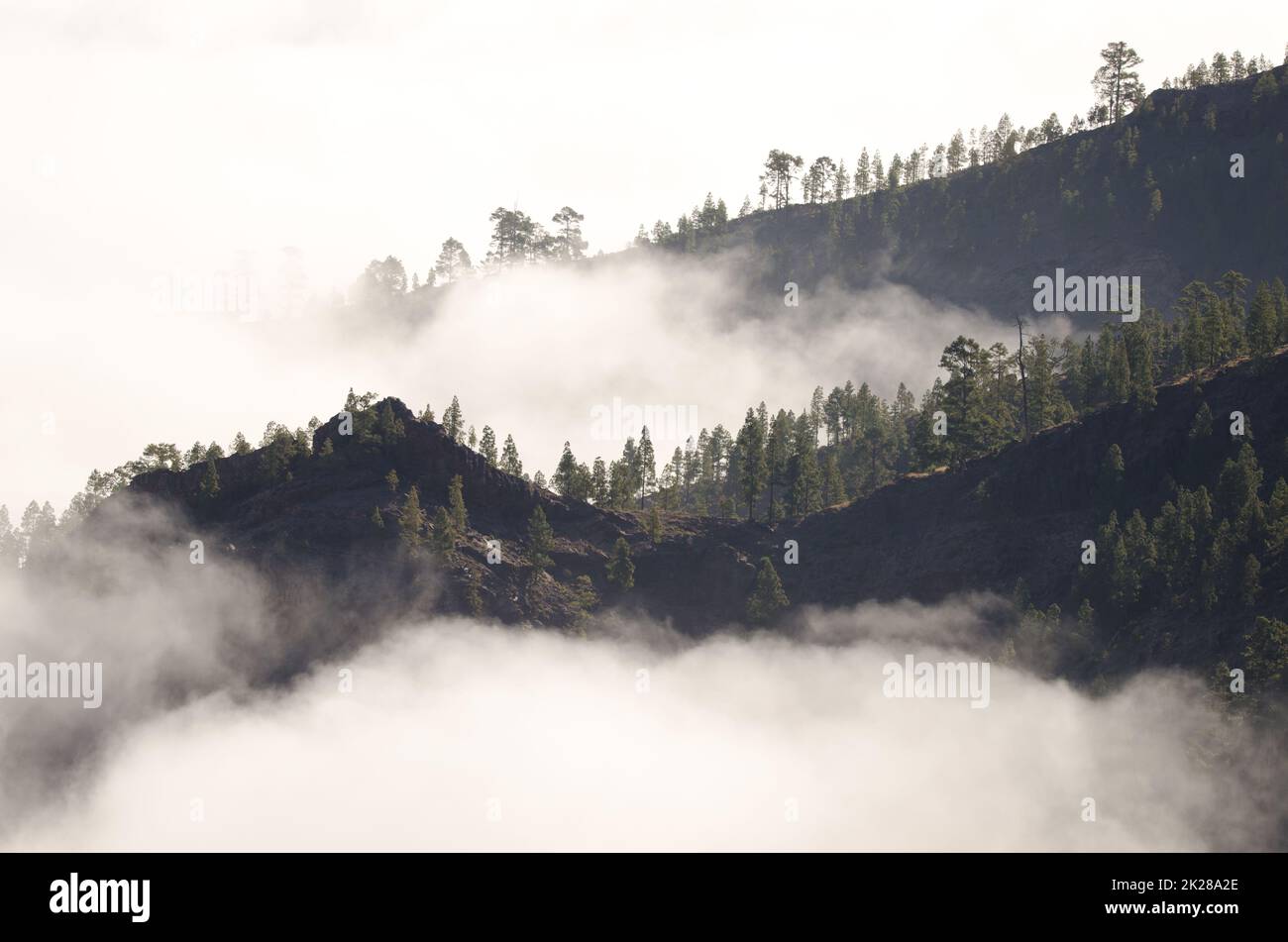 Pendii ricoperti di foresta di pini delle Canarie tra le nuvole. Foto Stock