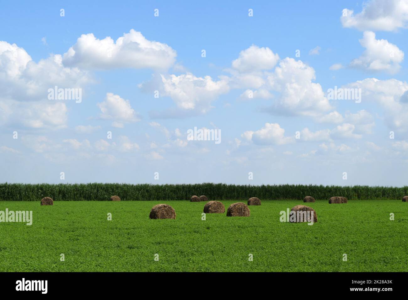 Haystacks arrotolato in balle di erba medica Foto Stock