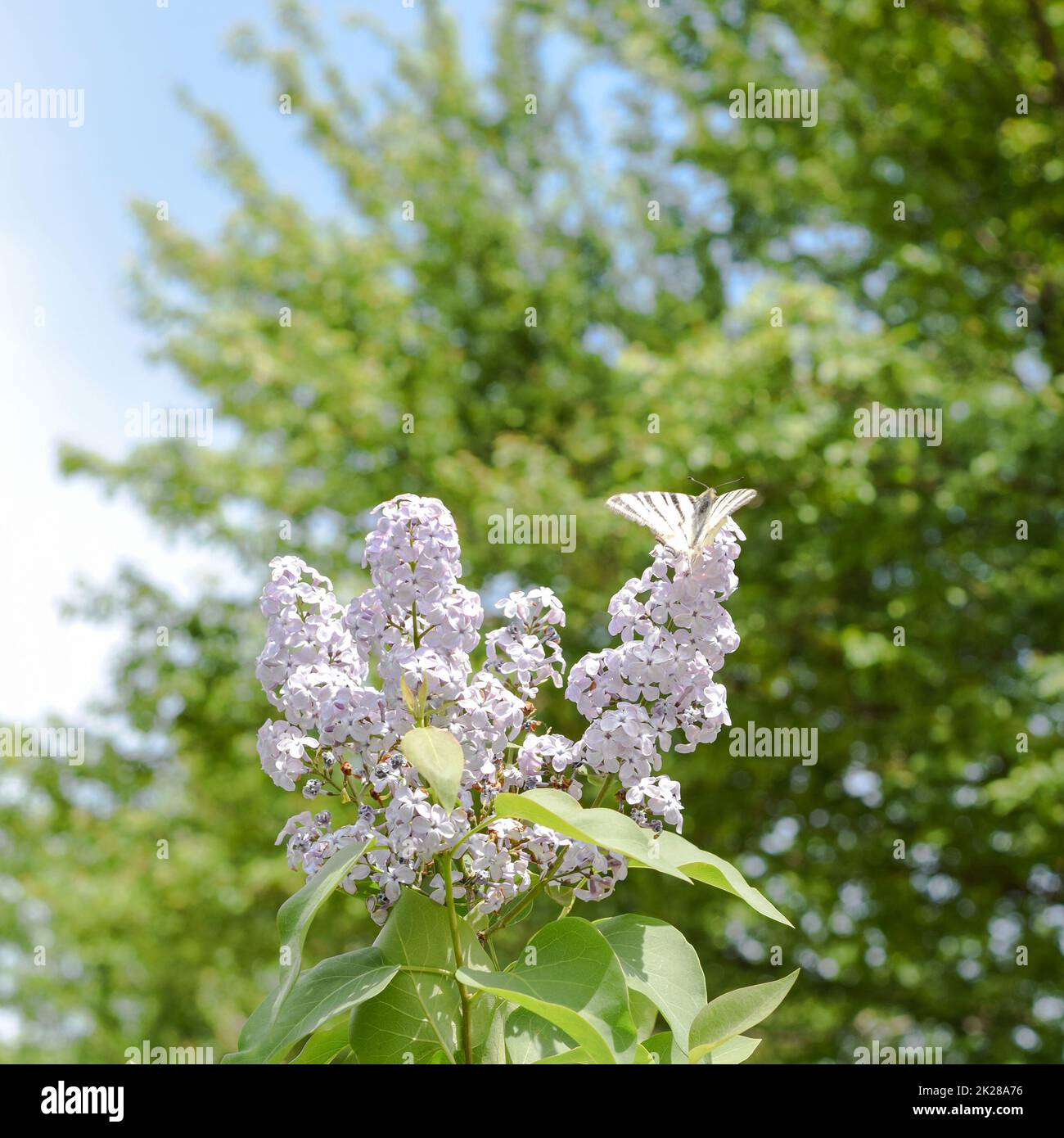 Farfalla swallowtail. Farfalla bianca barca a vela sui fiori di lilla Foto Stock