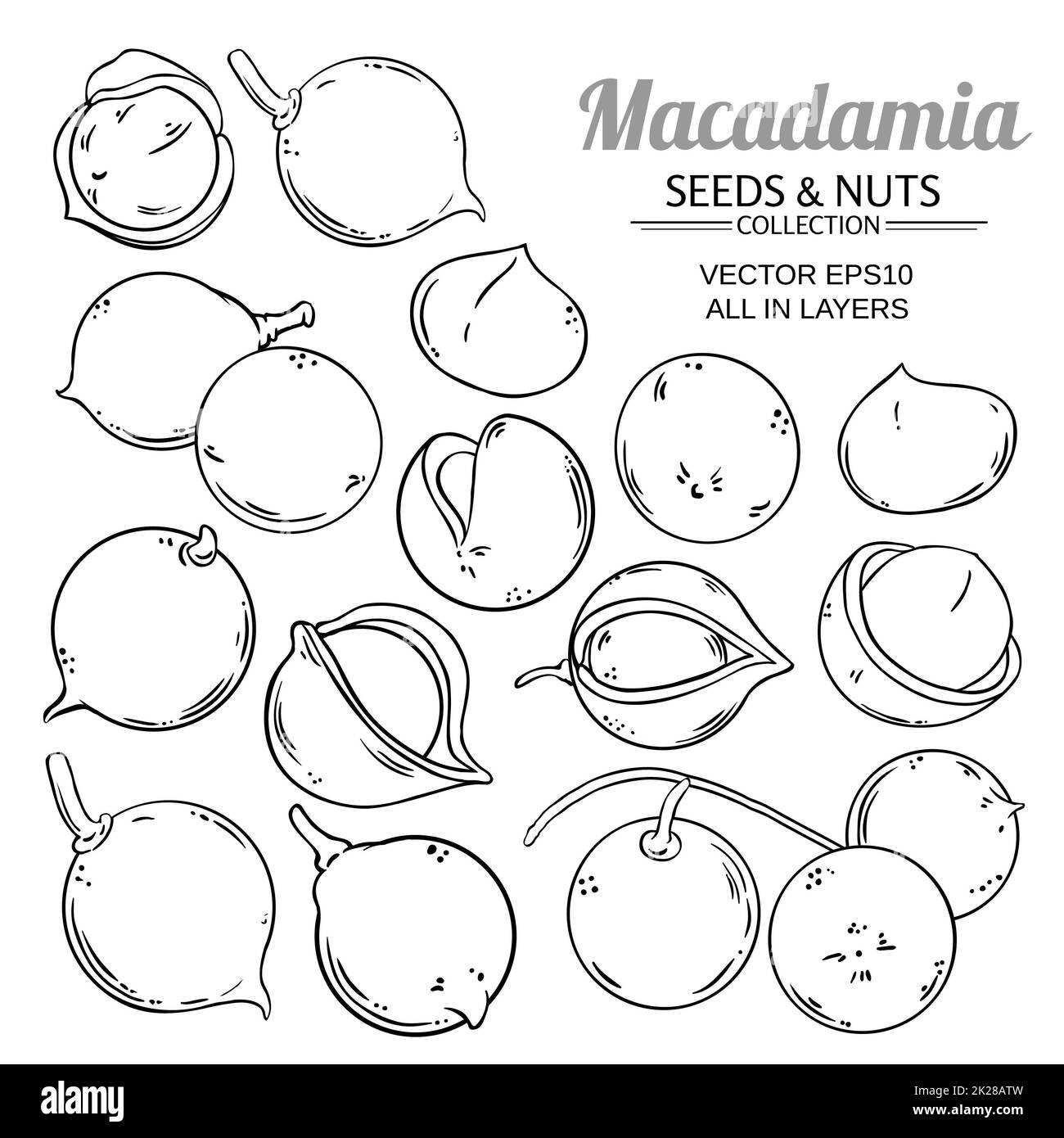 vettore vegetale macadamia isolato Foto Stock