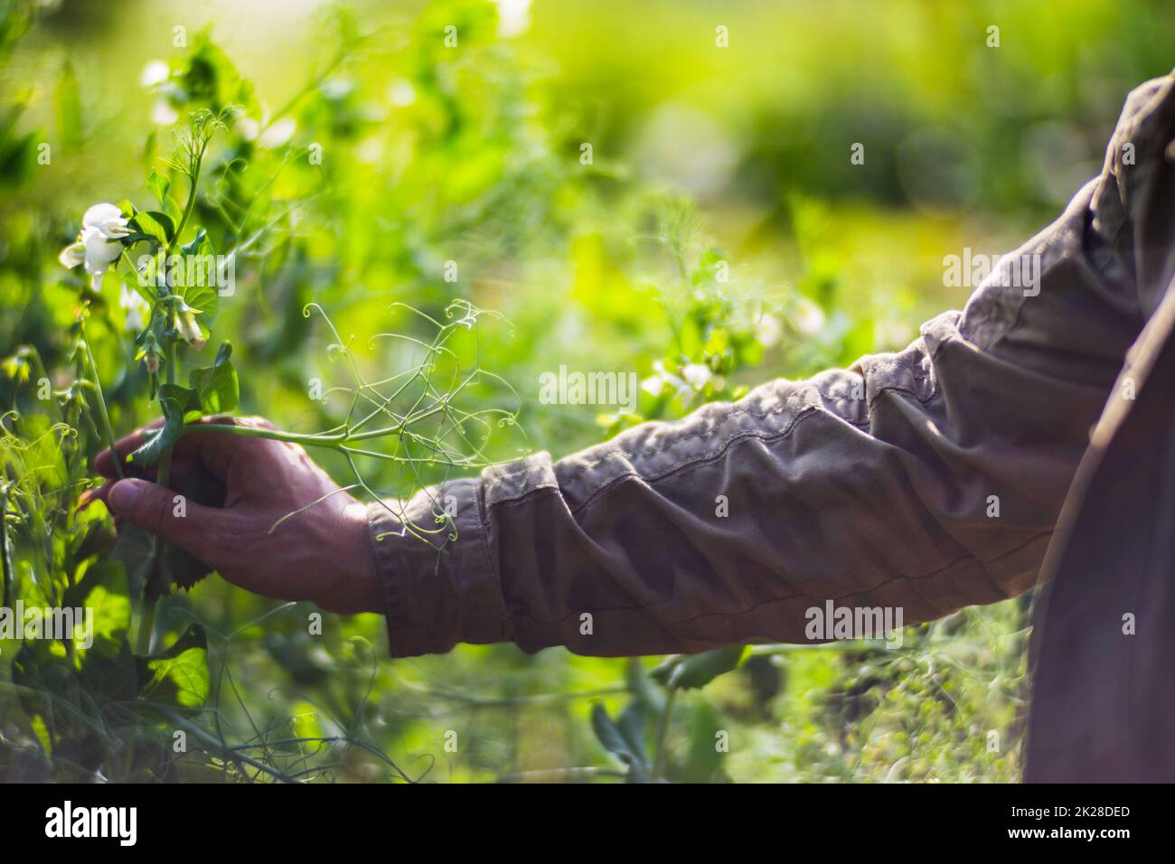 La mano dell'agricoltore tocca i raccolti agricoli da vicino. Vegetali crescenti nel giardino. Cura e manutenzione del raccolto. Prodotti ecologici Foto Stock