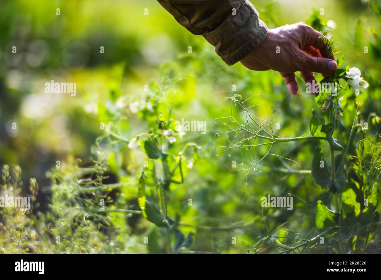 La mano dell'agricoltore tocca i raccolti agricoli da vicino. Vegetali crescenti nel giardino. Cura e manutenzione del raccolto. Prodotti ecologici Foto Stock