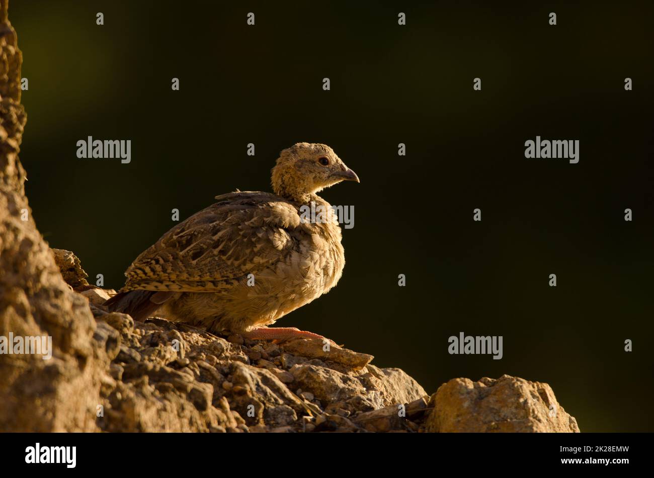 Giovani di pernice a zampe rosse Alectoris rufa. Foto Stock