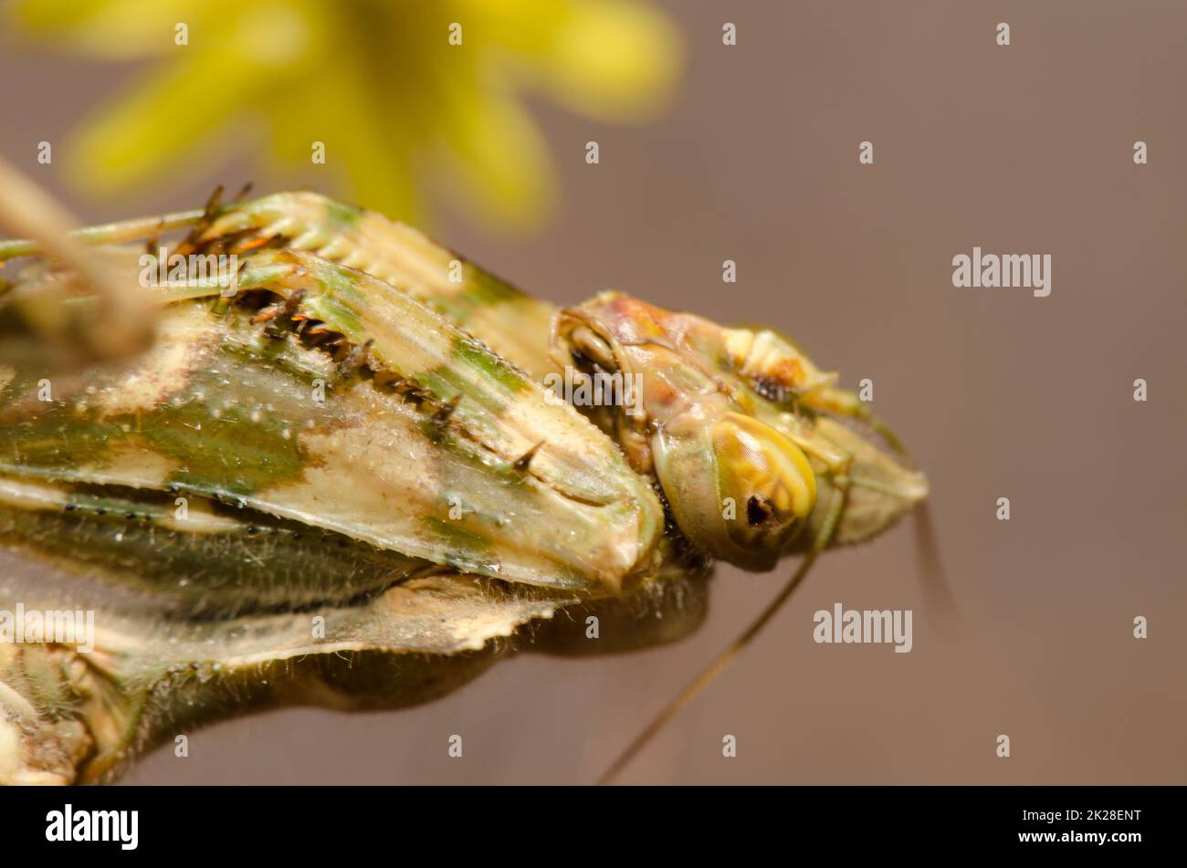 Fiore egiziano mantis Blefaropsis mendica. Foto Stock