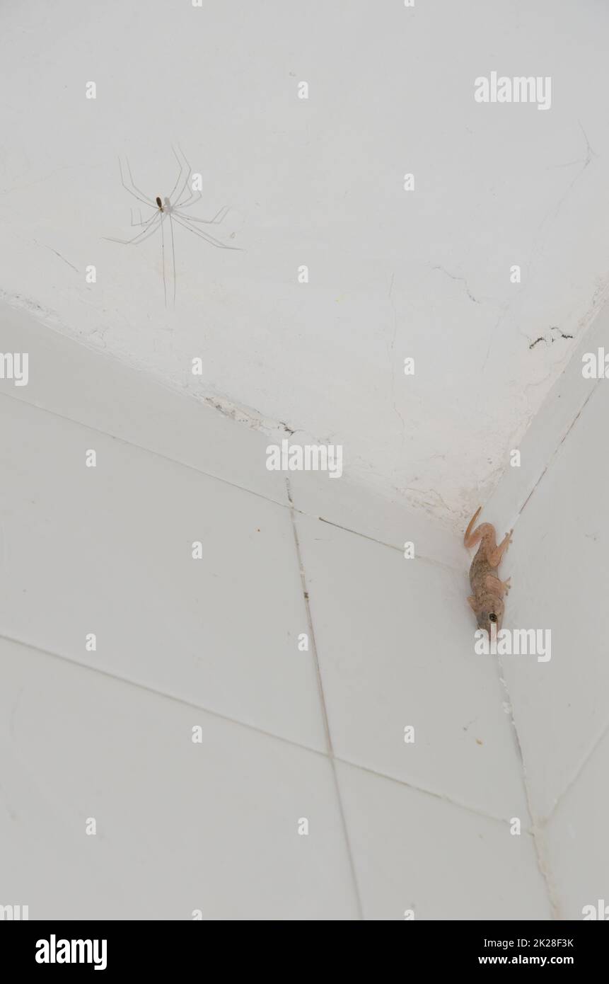 Daddy ragno a gambe lunghe e parete di Boettger gecko. Foto Stock