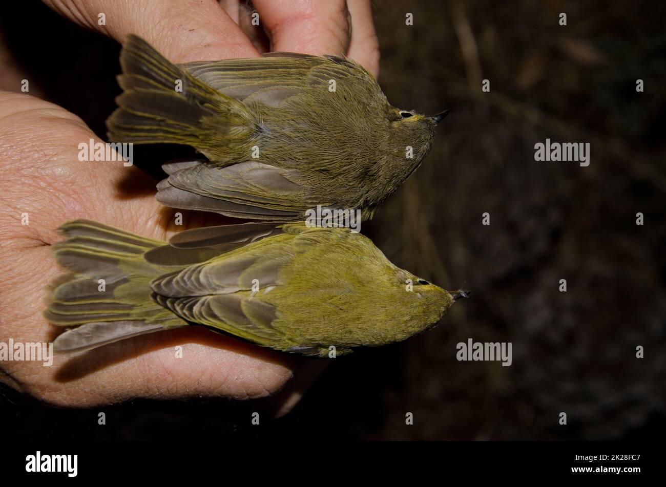 Willow Warbler e Isole Canarie chiffchaff. Foto Stock