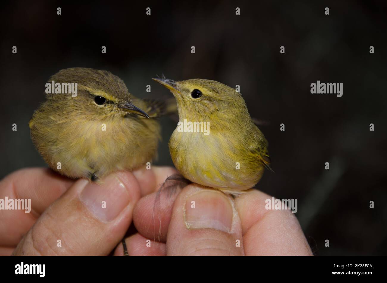 Isole Canarie chiffchaff e Willow Warbler. Foto Stock