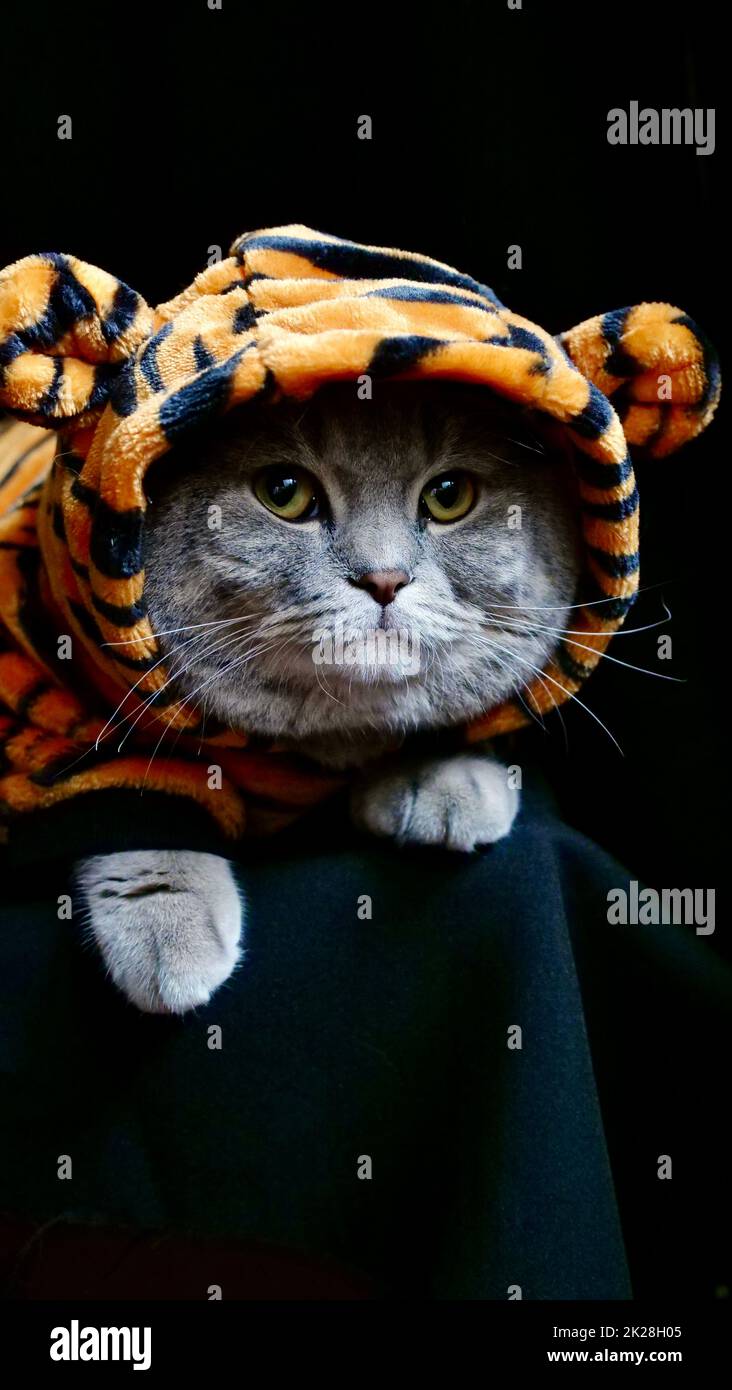 Cat Tiger celebra il nuovo anno 2022 Foto Stock