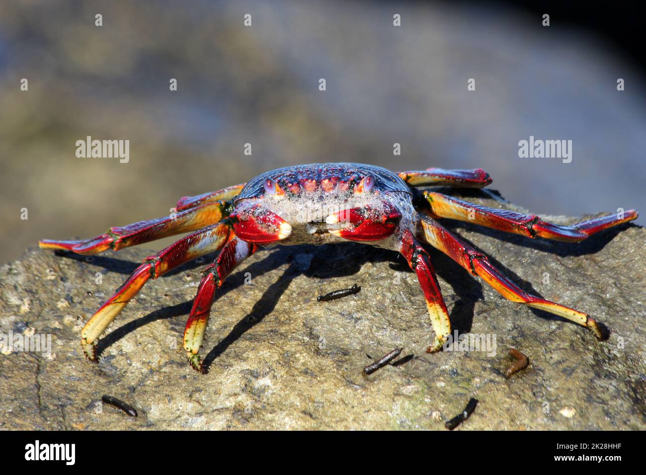 Il red rock crab Foto Stock