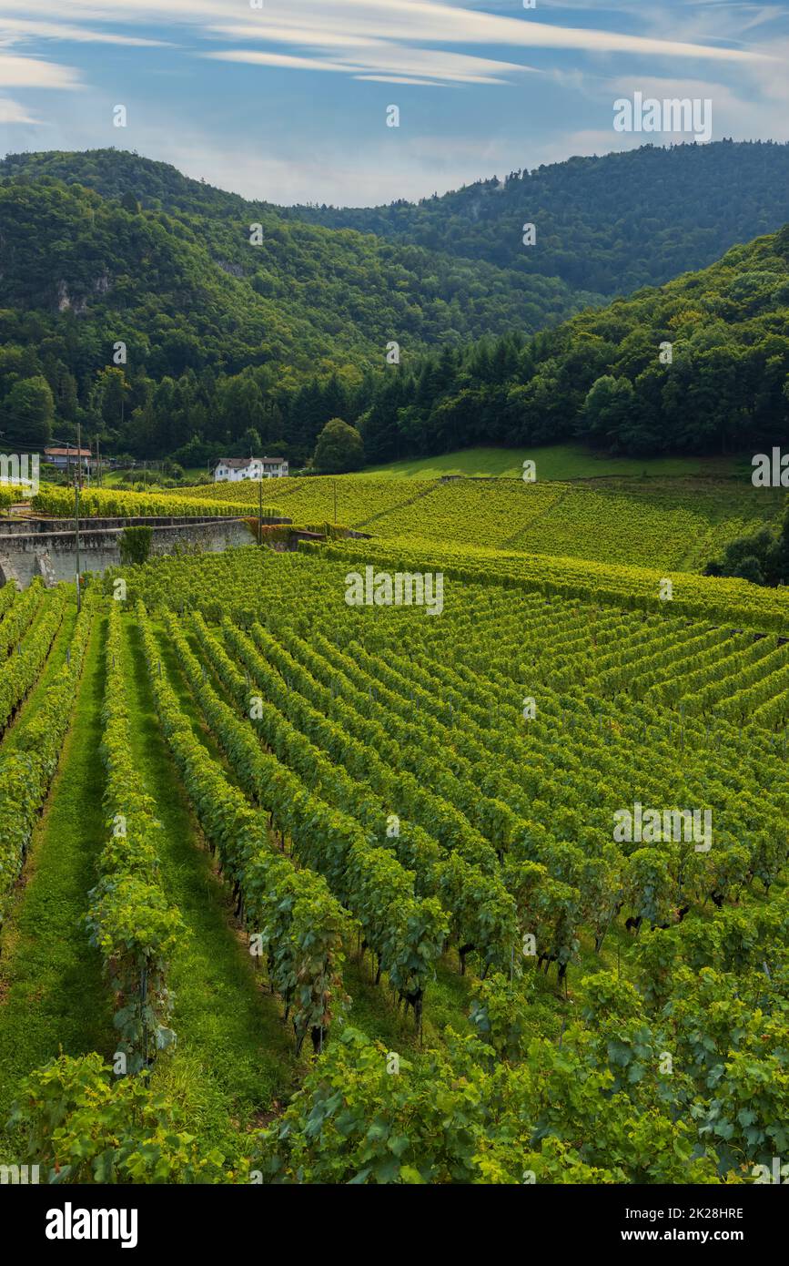 Vigneti nei pressi di Aigle nel cantone Vaud, Svizzera Foto Stock