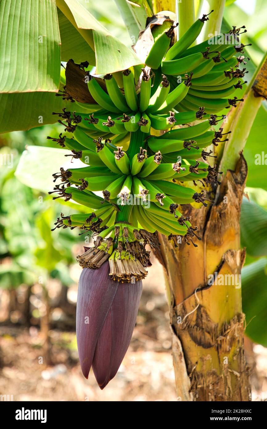 Infiorescenza di una pianta di banana con frutti verdi. Foto Stock