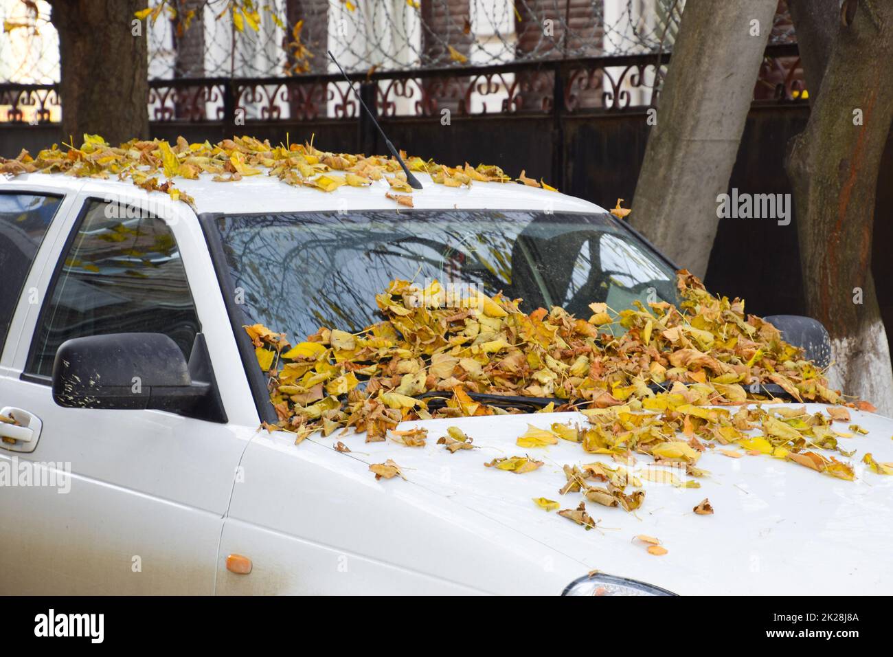 Foglie gialle asciutte sull'auto. Autunno foglia caduta Foto Stock