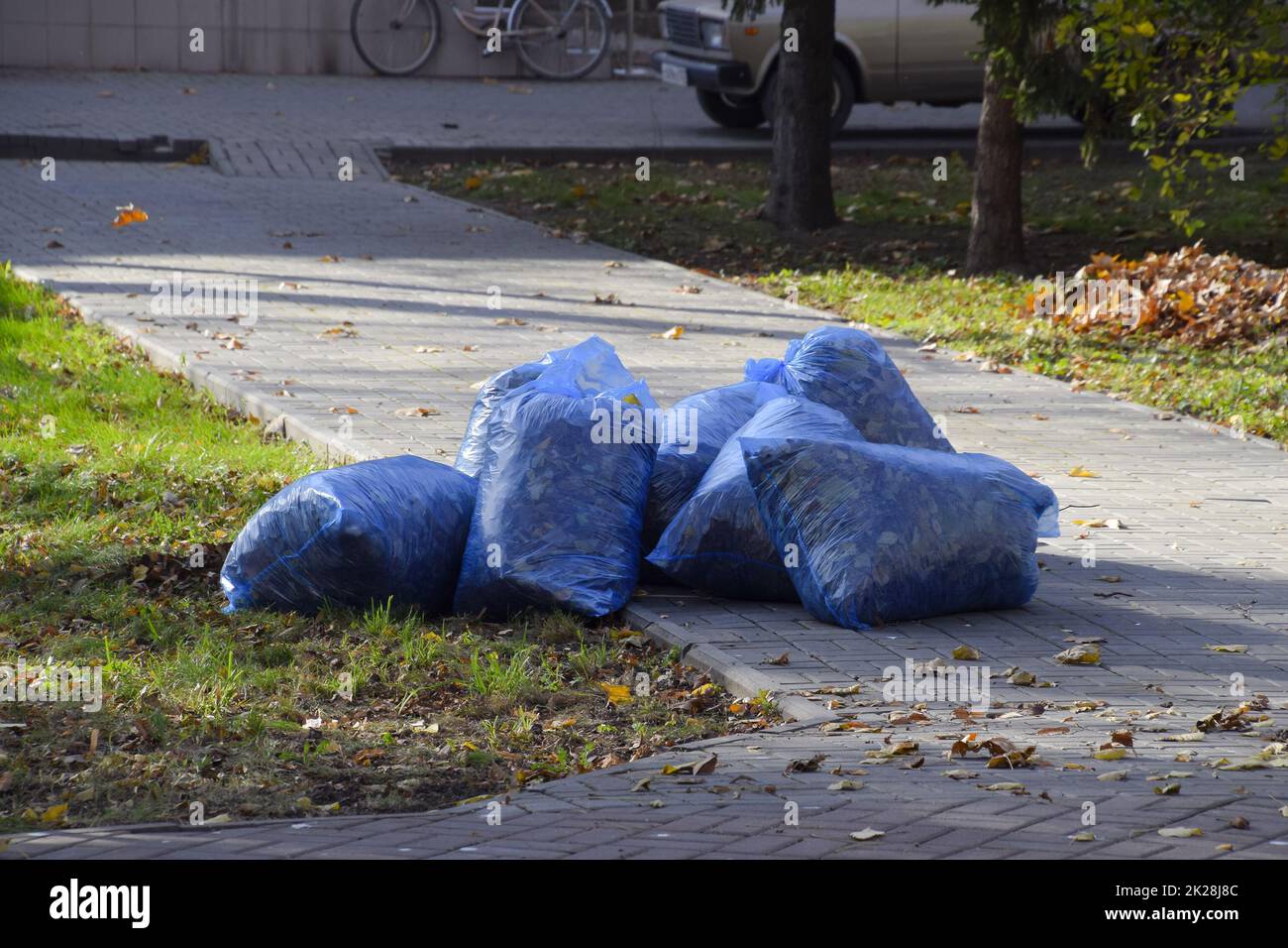 sacchetti con foglie asciutte. Pulizia delle foglie nel parco Foto Stock
