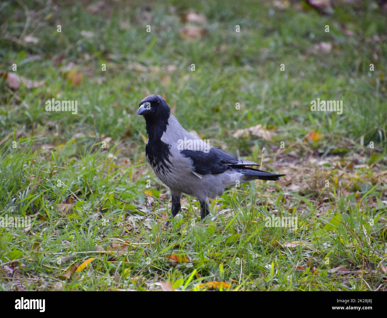 Corvo con cappuccio sull'erba. Un uccello della famiglia Corvidae Foto Stock