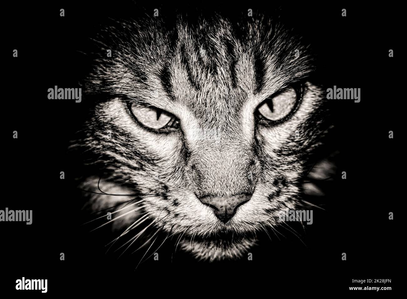 Testa di gatto su sfondo nero Foto Stock