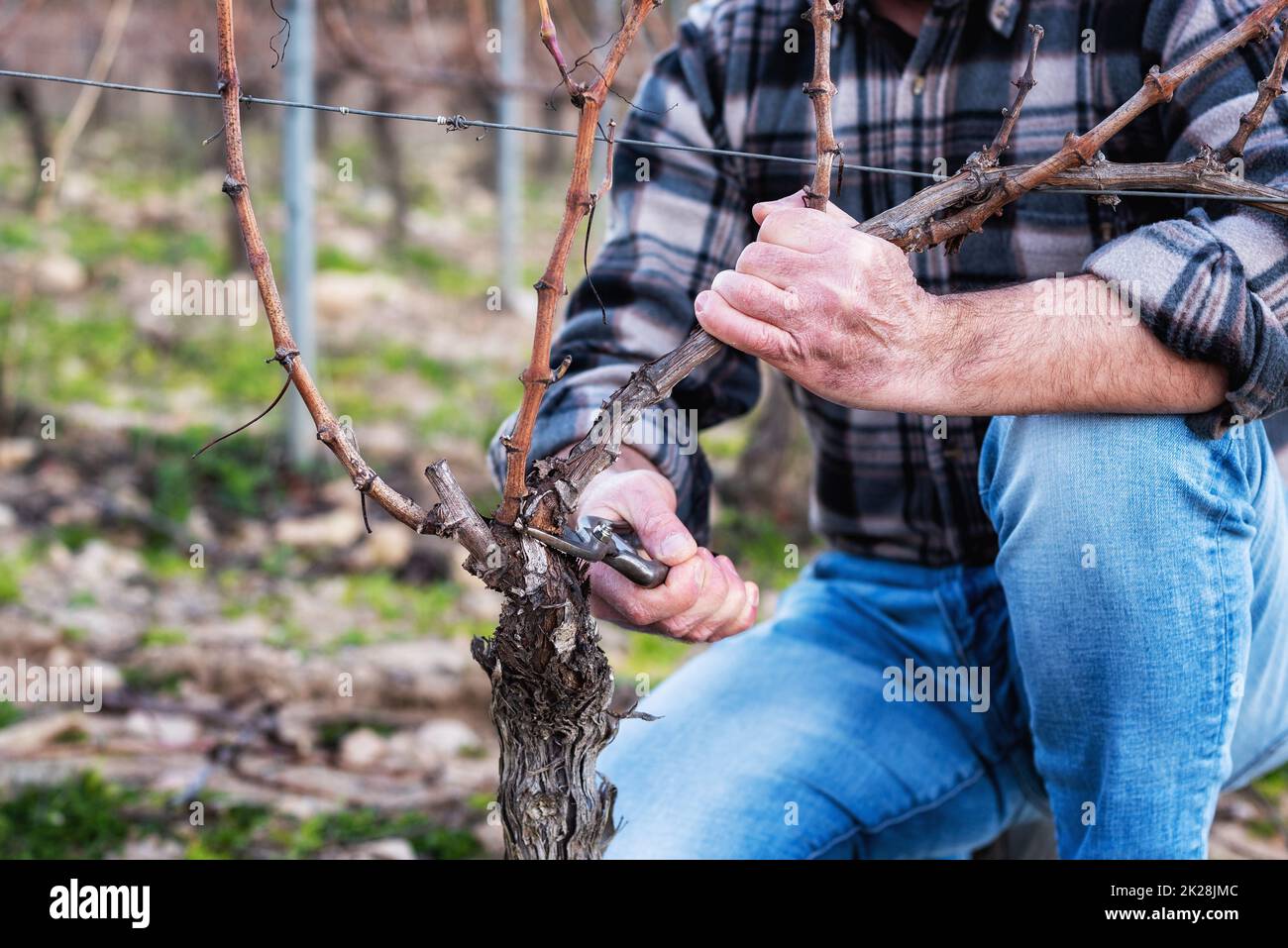 Coltivatore che pota la vite in inverno. Agricoltura. Foto Stock