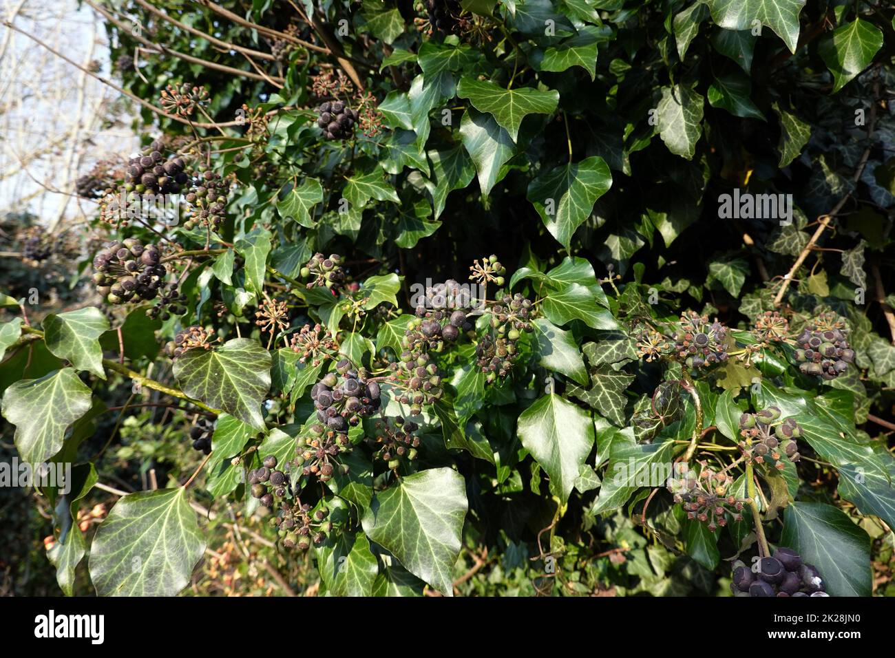 Reife FrÃ¼chte an einem Efeu (Hedera Helix) Foto Stock