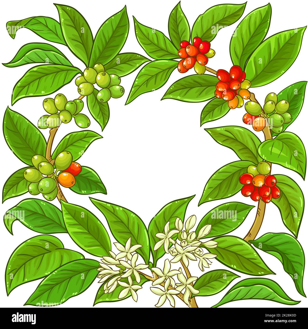 cornice vettoriale ramificazioni caffè su sfondo bianco Foto Stock