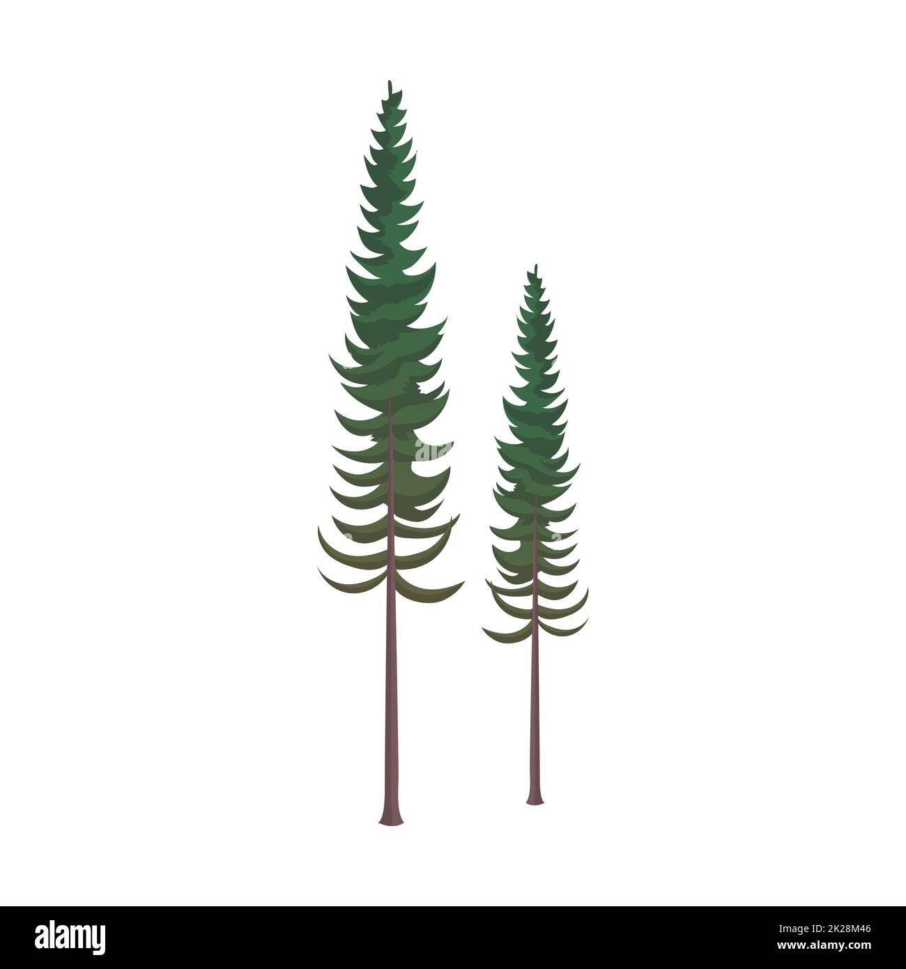 Abete verde denso realistico su sfondo bianco - Vector Foto Stock