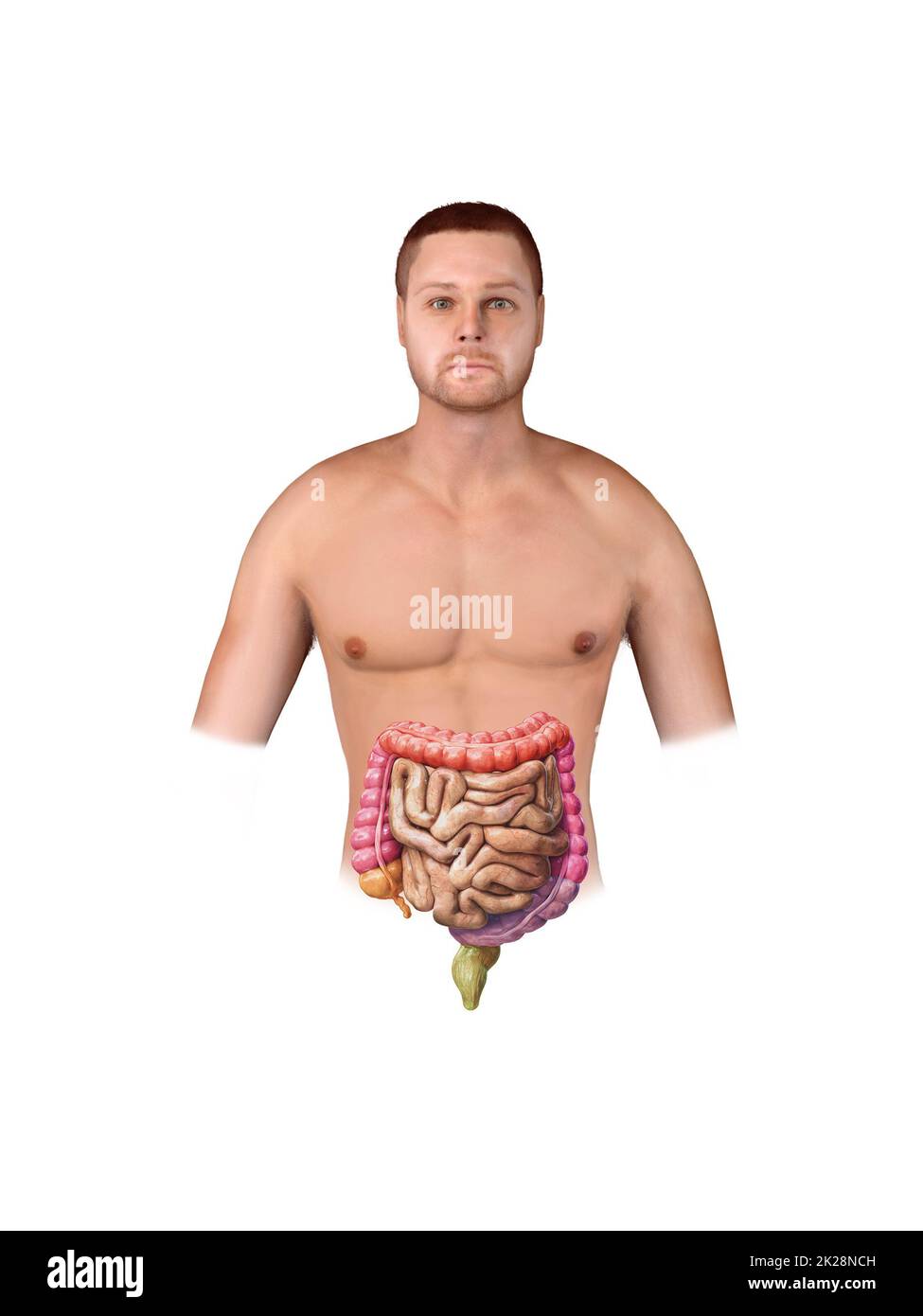 Intestino crasso e piccolo isolato su bianco. Anatomia del sistema digestivo umano. Tratto gastrointestinale. rendering 3d Foto Stock