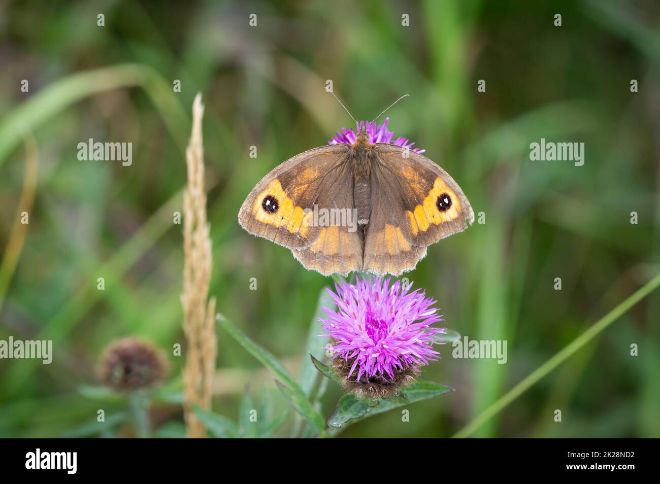 Farfalla marrone prato su un fiore di maglia Foto Stock